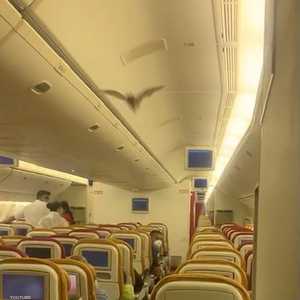 الخفاش أجبر الطائرة على العودة إلى نيودلهي