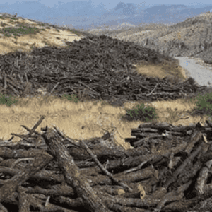 برهم صالح طالب بمحاسبة المذنبين بقطع الأشجار بحدود كردستان
