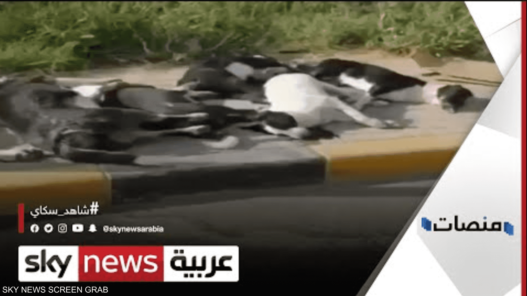 فيديو تسميم الكلاب في الكويت يثير غضبا على مواقع التواصل