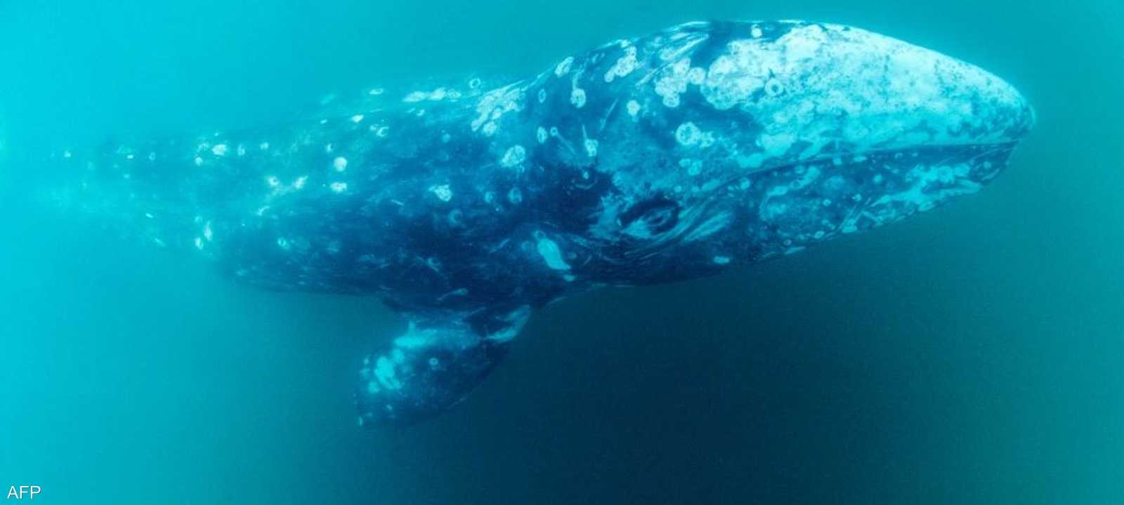 حيتان شمال الأطلسي الصائبة مهددة بالانقراض.