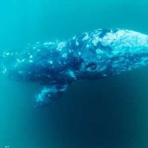 حيتان شمال الأطلسي الصائبة مهددة بالانقراض.