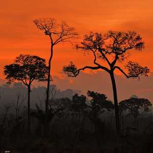 تعرف غابات الأمازون بأنها رئة الأرض.