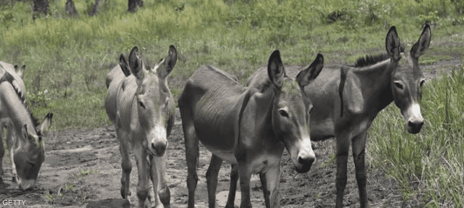 السلطات أوقفت المزارع الذي ذبح الحمير
