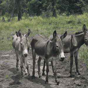 السلطات أوقفت المزارع الذي ذبح الحمير