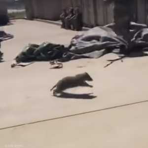 راكون يقتحم مدرعة عسكرية أميركية