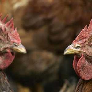 المرض أدى لخفض أسعار الدجاج