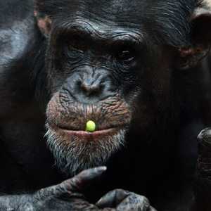 الشمبانزي يعيش عادة 33 عاما في البرية.