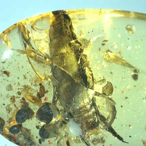 قطعة من العصر الطباشيري الكهرمان كان داخلها الحلزون