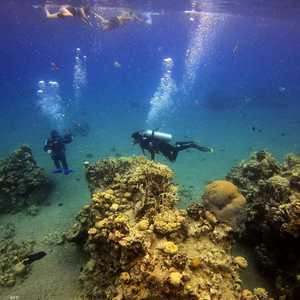 تسعى وزارة البيئة المصرية لحماية شواطئ البحر الأحمر