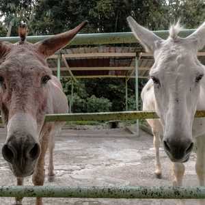 ظاهرة ذبح الحمير مقلقة في مصر