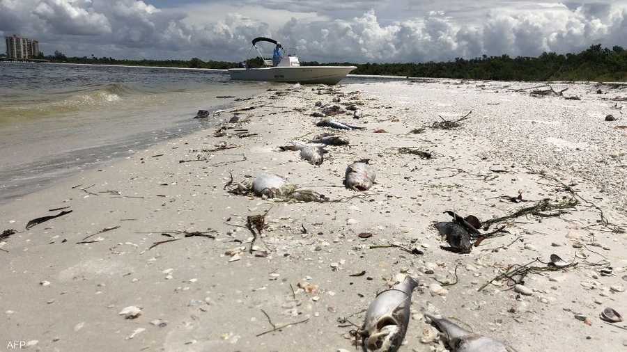 التلوث قتل العديد من الأسماك على شواطئ فلوريدا