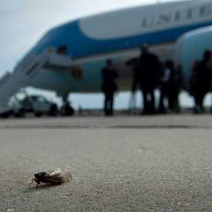 صورة الحشرة