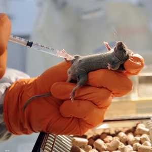 أرشيفية.. الدراسة أجريت على السائل المنوي لمجموعة من الفئران