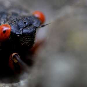 حشرة سيكادا