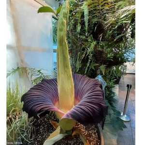 زهرة الجثة الكريهة في وارسو