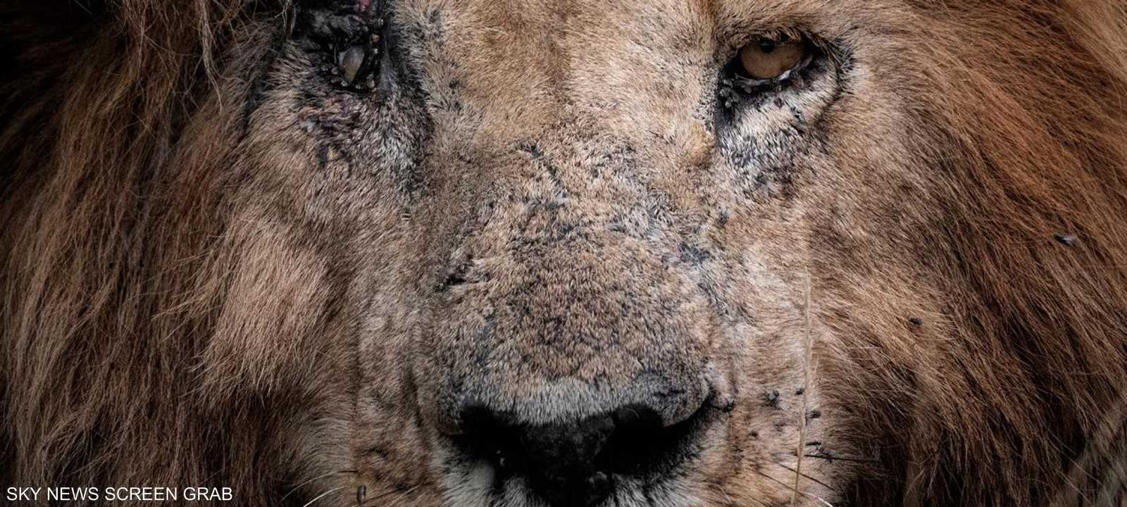 الأسد سكار فيس بعدسة البرلسي