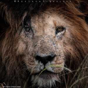 الأسد سكار فيس بعدسة البرلسي