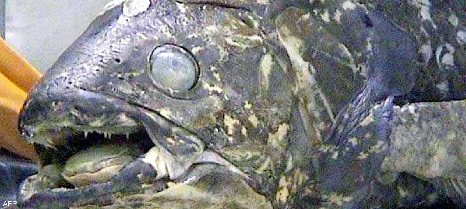 سمكة "الأحفورة الحية" الغريبة