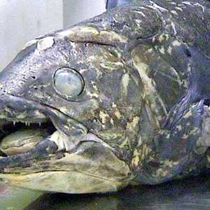 سمكة "الأحفورة الحية" الغريبة
