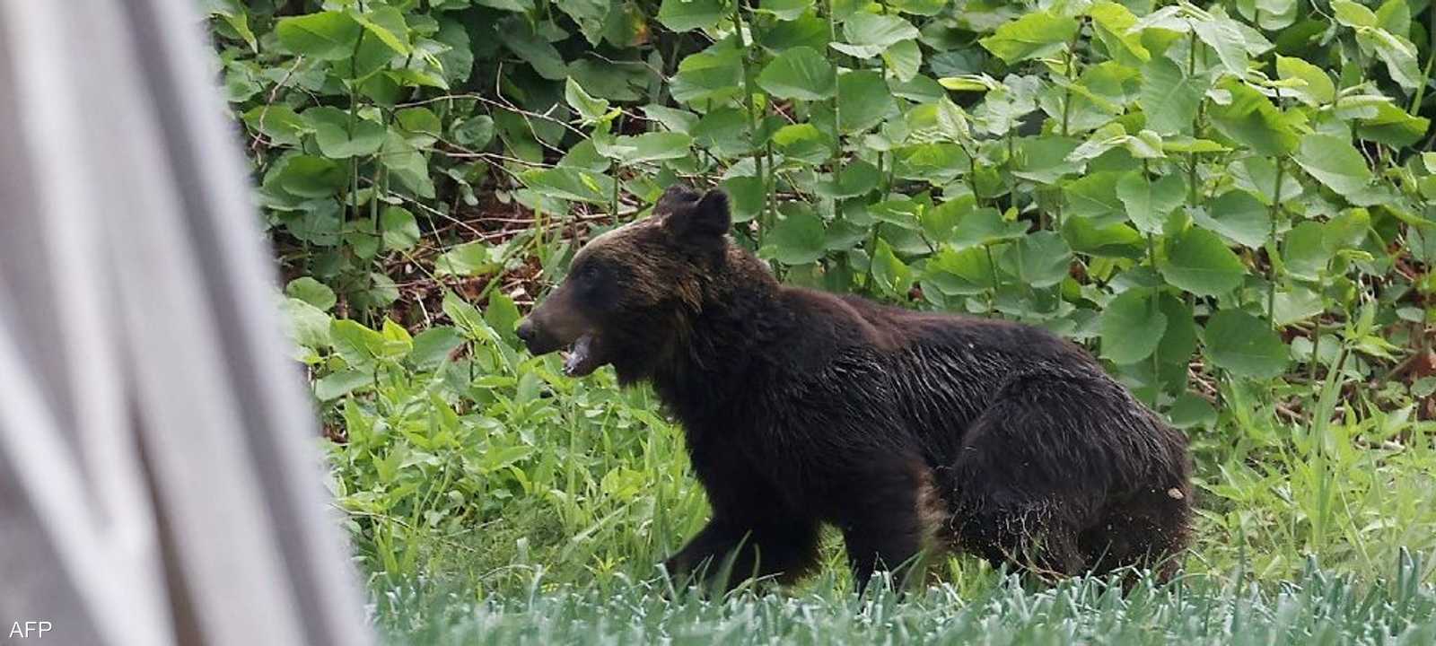 الدب الياباني الشارد أثار الذعر