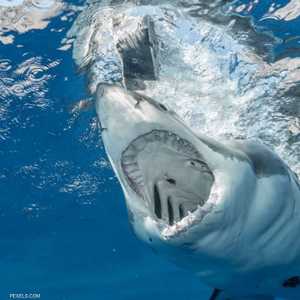 الحادث وقع على سواحل فلوريدا.