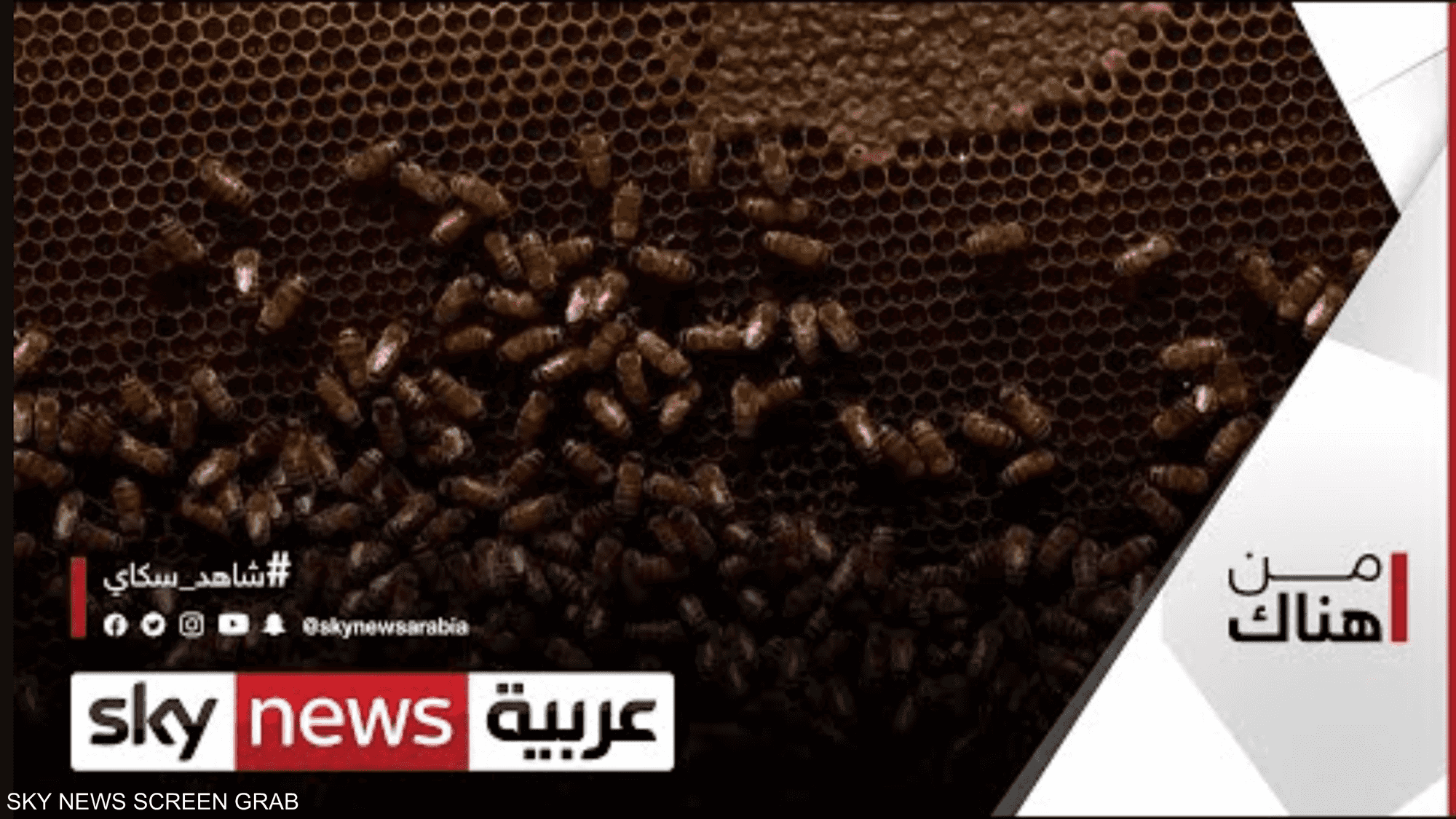 النحالون في الأردن.. ومشاكل تلقيها جائحة كورونا على مناحلهم