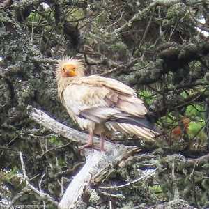 ظهر النسر المصري ببريطانيا أولا في جزيرة سانت ميري