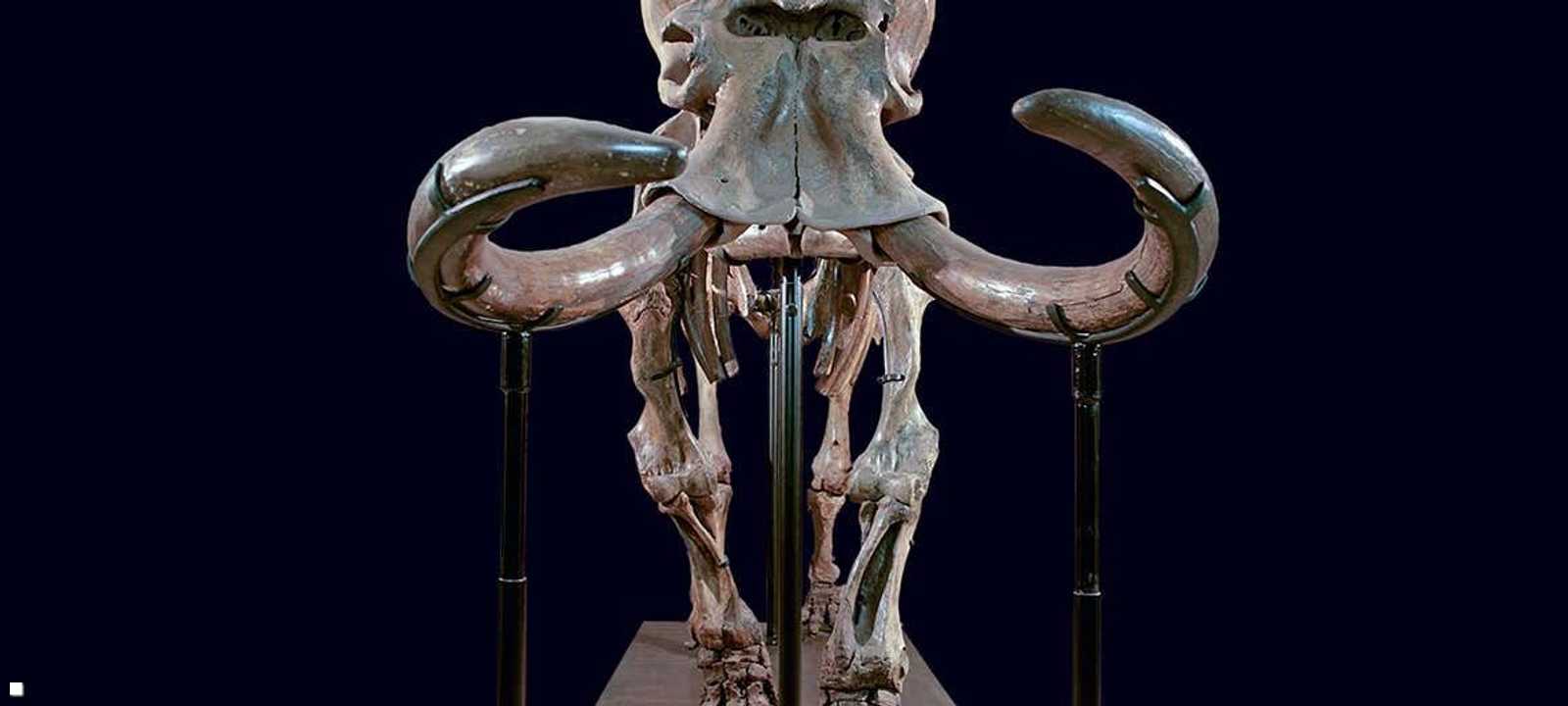 بحسب الدراسة انخفض ارتفاع "الفيل القزم" إلى النصف