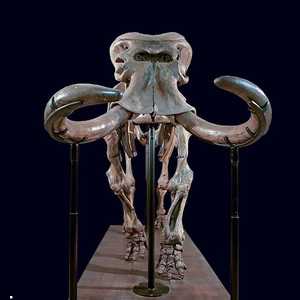 بحسب الدراسة انخفض ارتفاع "الفيل القزم" إلى النصف