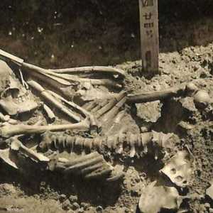 قبل ثلاثة آلاف عام.. هاجم سمك القرش صاحب هذا الهيكل