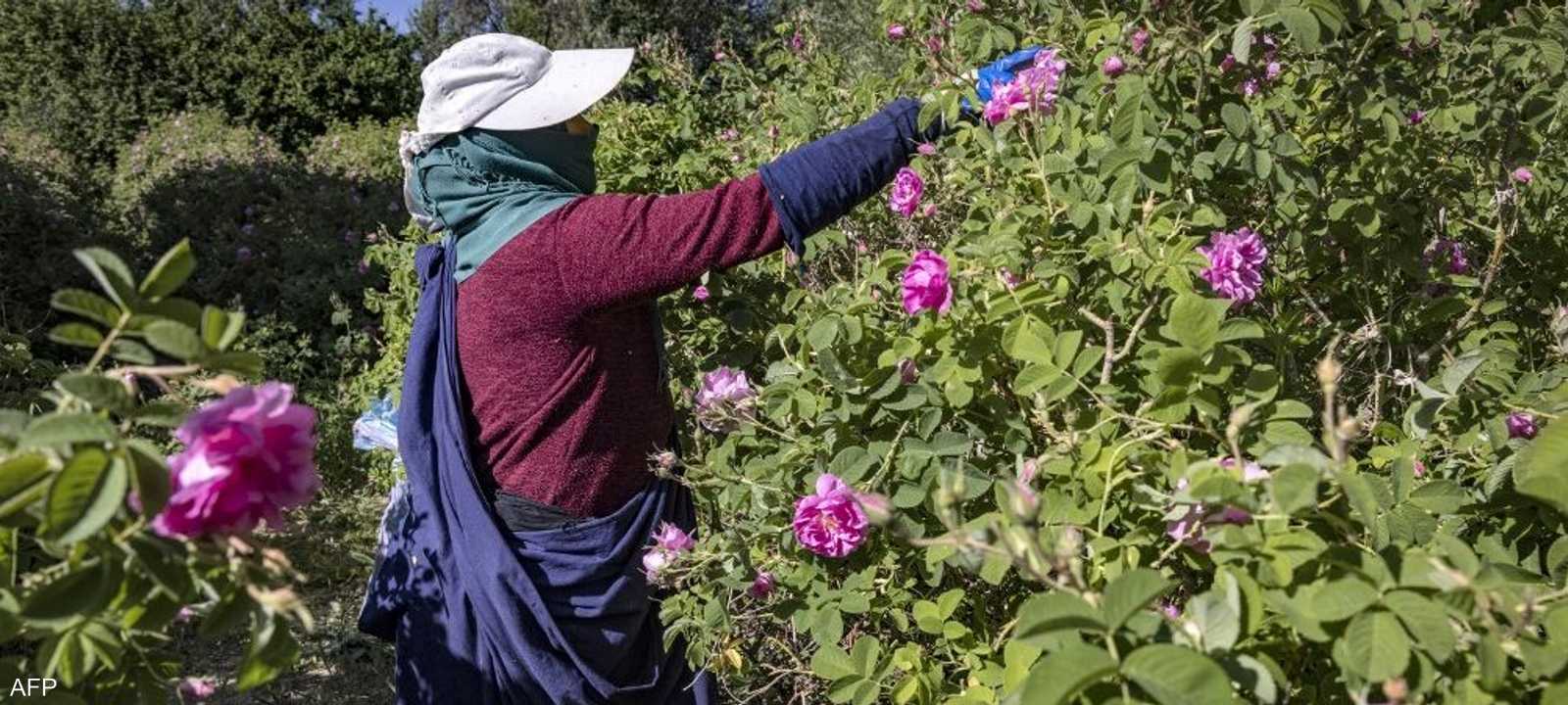 امرأة مغربية تقطف الورود