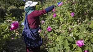 امرأة مغربية تقطف الورود