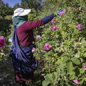امرأة مغربية تقطف الورود