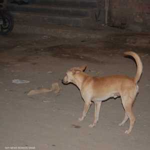 الكلاب الضالة تنتشر في الأردن
