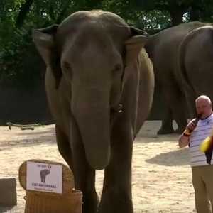 اختار الفيل المعروف باسم "ياشودا"، العلم الألماني