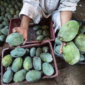 مصر من كبار منتجي المانغو