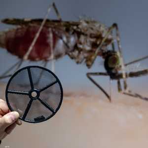 بعوضة الأنوفيلة المسببة لمرض الملاريا