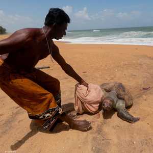 أظهرت صور جثث سلاحف البحر النافقة