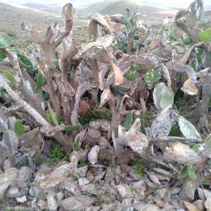 قلق من الوتيرة السريعة التي تنتشر بها هذه الحشرة