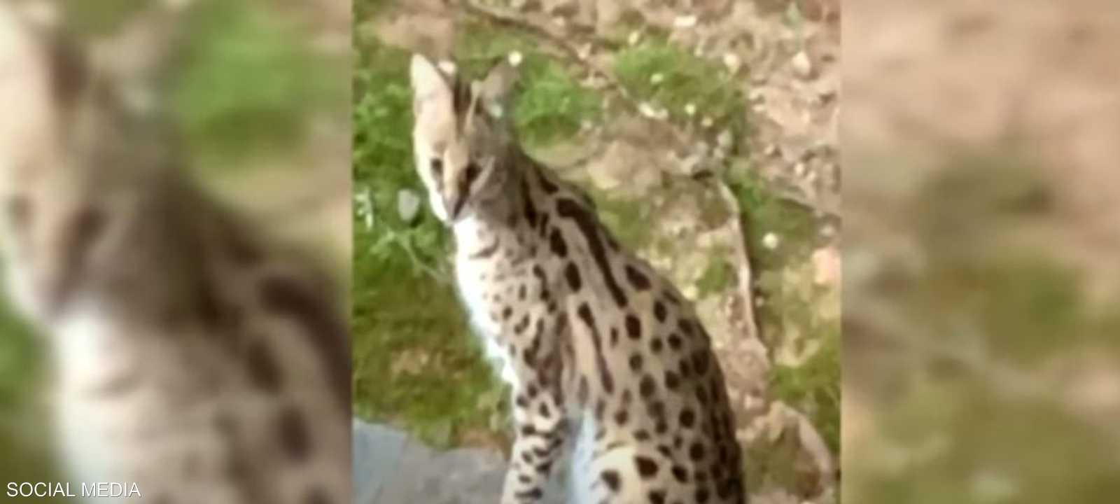 الزوج التقط صورة للقطة الإفريقية