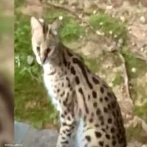 الزوج التقط صورة للقطة الإفريقية