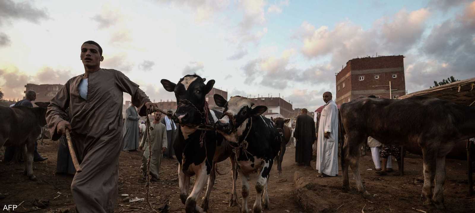 الوباء يؤدي إلى نفوق أعداد كبيرة من رؤوس الماشية