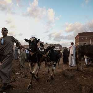 الوباء يؤدي إلى نفوق أعداد كبيرة من رؤوس الماشية