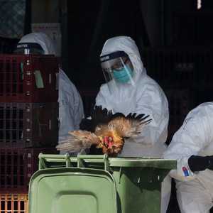 أرشيفية.. رصد إصابة بشرية بـ"إتش 5 إن 6" من إنفلونزا الطيور