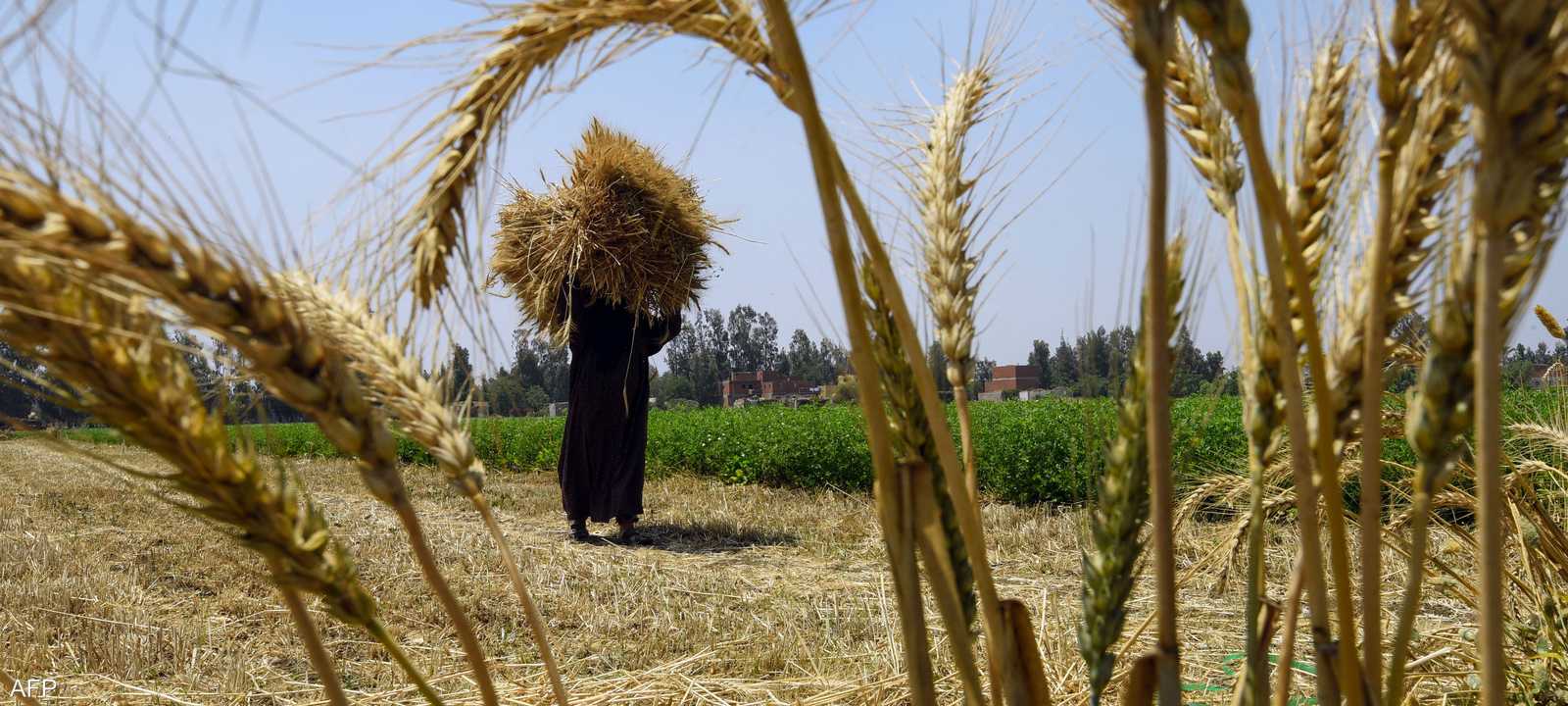 أرض زراعية في مصر - أرشيفية