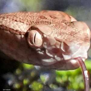 لحسن الحظ.. كانت الأفاعي غير سامة