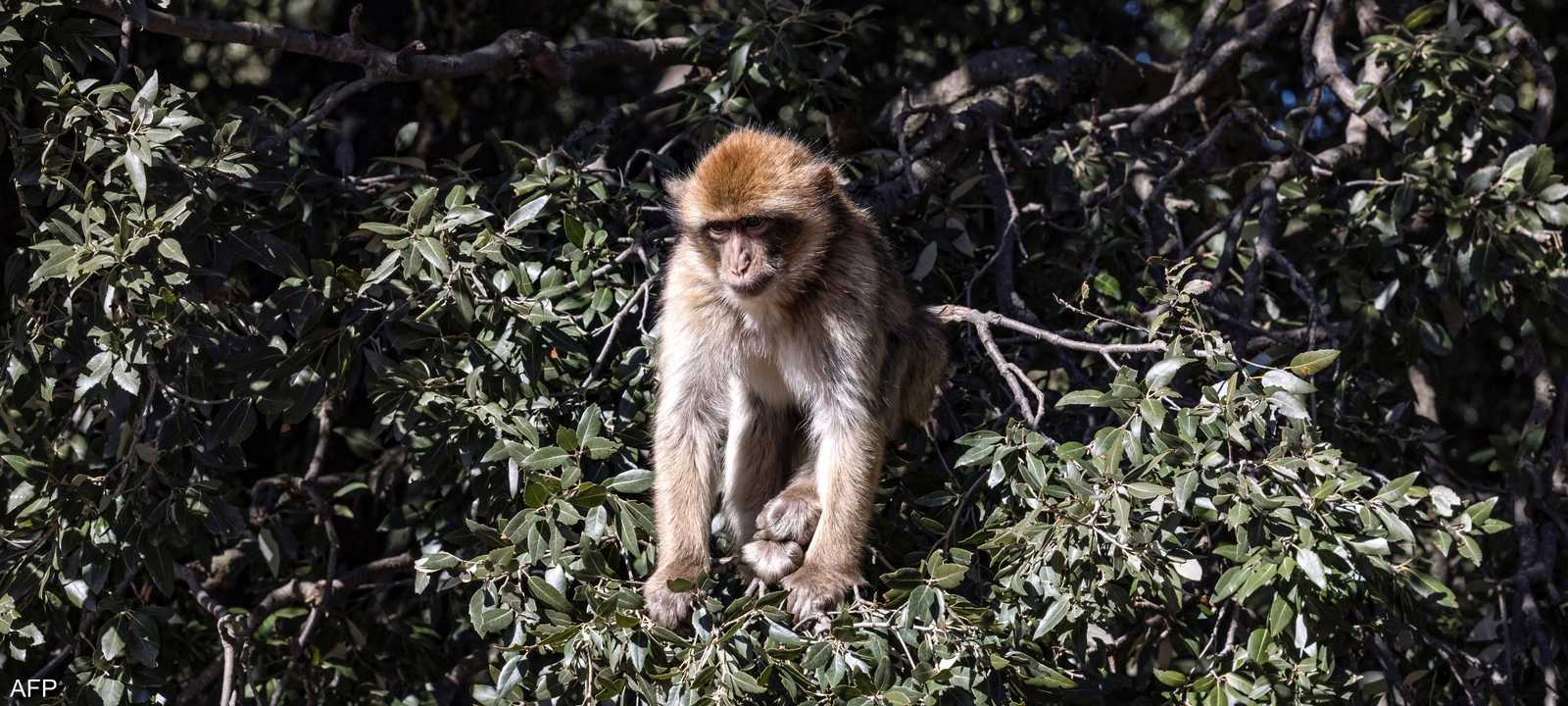 قردة الماكاك مسؤولة عن نشر الفيروس القردي