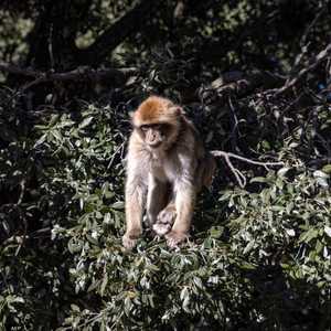 قردة الماكاك مسؤولة عن نشر الفيروس القردي