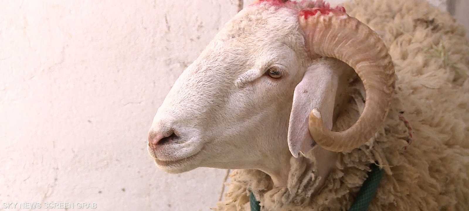 الأضاحي وسيلة للتكافل بين المغتربين وأبناء الوطن