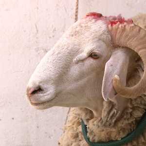 الأضاحي وسيلة للتكافل بين المغتربين وأبناء الوطن